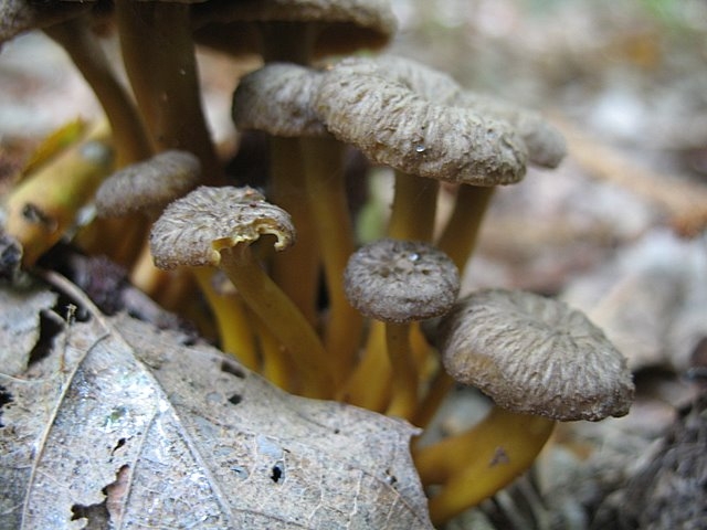 Craterellus tubiformis